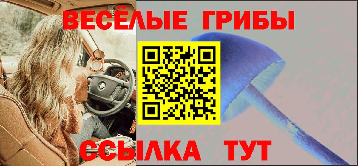 Галлюциногенные грибы Psilocybe Гусев